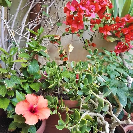 Casa de Férias Aloha House Ortigia